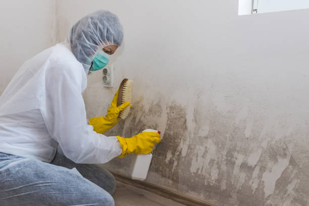 Best Commercial Mold Removal  in Stamps, AR